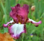 iris-germanica-crinoline-2