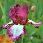 iris-germanica-crinoline-2