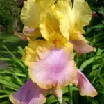 iris-germanica-sunset-sky-1