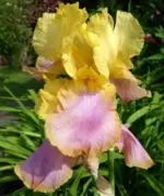 iris-germanica-sunset-sky-1