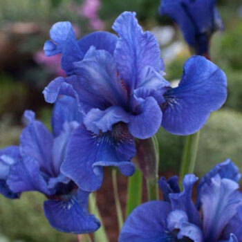 iris-sibirica-cote-d'azur-1