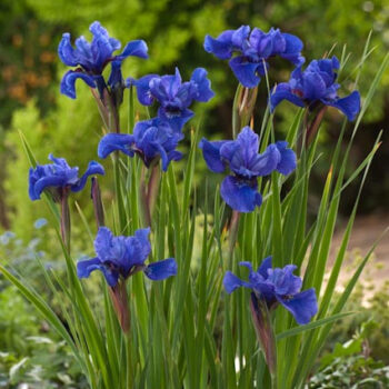 iris-sibirica-cote-d'azur-3