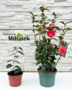 kamelija-varijacija-red