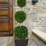 thuja-smaragd-topiari-tri-lopte-2