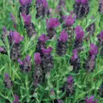 Lavanda-stoechas-Bandera-Deep-Purple-2