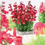 Penstemon-polaris-red-1