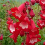 Penstemon-polaris-red-2