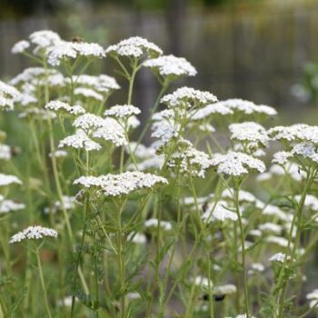 achillea-millefolium-white-beauty-1