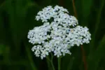 achillea-millefolium-white-beauty-2