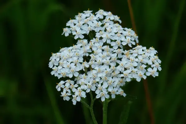 achillea-millefolium-white-beauty-2