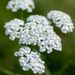 achillea-millefolium-white-beauty1