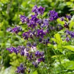 aquilegia-vulgaris-3