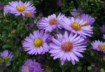 aster-island-barbados-4