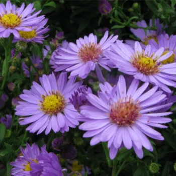 aster-island-barbados-4