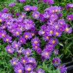 aster-island-samoa-1