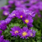 aster-island-samoa-2