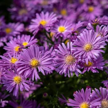 aster-island-tonga-4