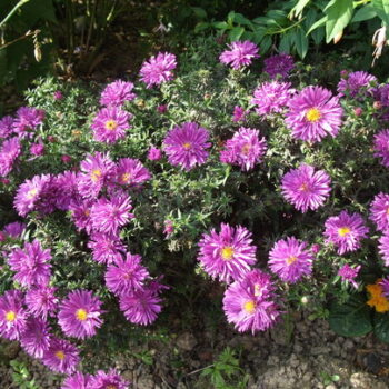 aster-island-tonga-5