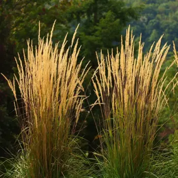 calamagrostis-karl-foerster-1