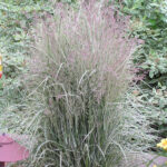 calamagrostis-overdam-1