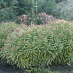 euphorbia-ascot-rainbow-1