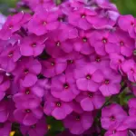 flox-paniculata-ka-pow-purple-1