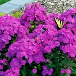 flox-paniculata-ka-pow-purple-3.webp