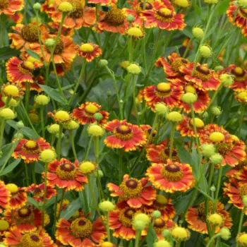 helenium-autumnale-can-can-1