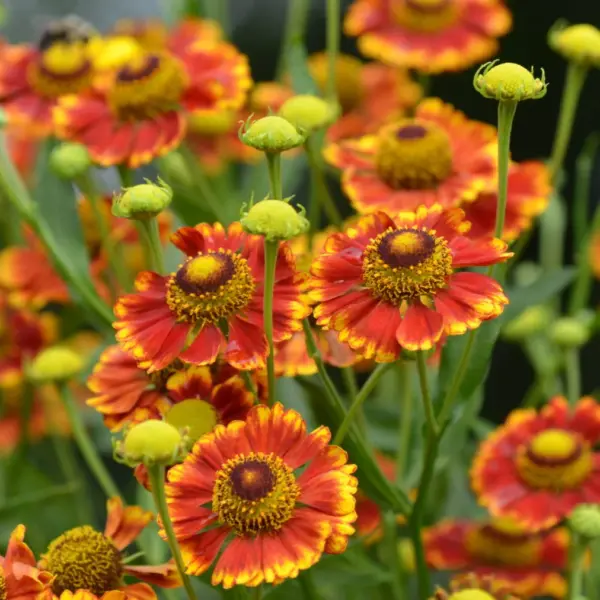 helenium-autumnale-can-can-2