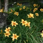 hemerocallis-bonanza-3