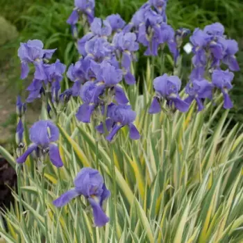 iris-pallida-variegata-aurea-1