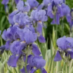 iris-pallida-variegata-aurea-2