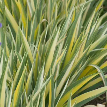 iris-pallida-variegata-aurea-3