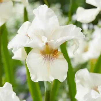 iris-sibirica-not-quite-white-1