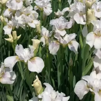 iris-sibirica-not-quite-white-2