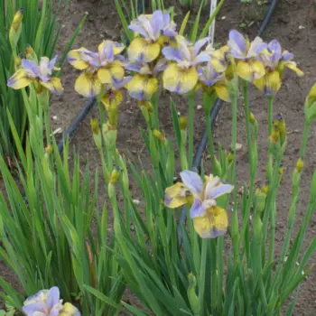 iris-tipped-tipped-in-blue-1