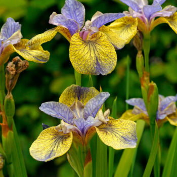 iris-tipped-tipped-in-blue-2