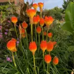 kniphofia-rooperi-1