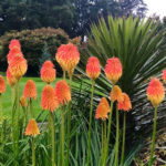 kniphofia-rooperi-2