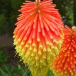 kniphofia-rooperi-3