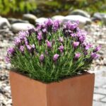 lavanda bandera deep purple