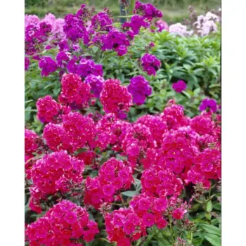 phlox-paniculata-starfire-4