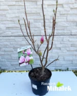Magnolija-satisfaction-sadnica