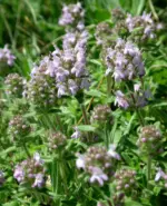 Thymus-pannonicus-lamiaceae-1