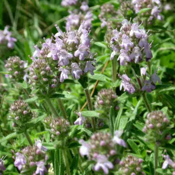 Thymus-pannonicus-lamiaceae-1