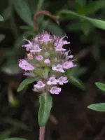 Thymus-pannonicus-lamiaceae-2