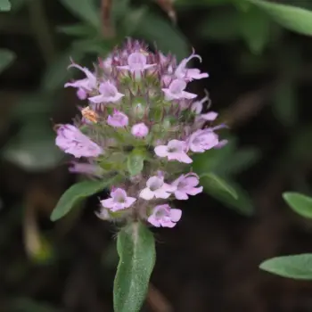 Thymus-pannonicus-lamiaceae-2