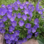 campanula-carpatica-perla-blue-1