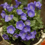 campanula-carpatica-perla-blue-2