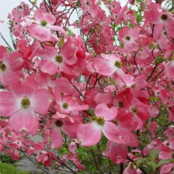 cornus-florida-cherokee-brave-2